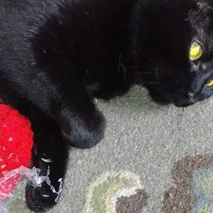 Meet your Posher, Judith